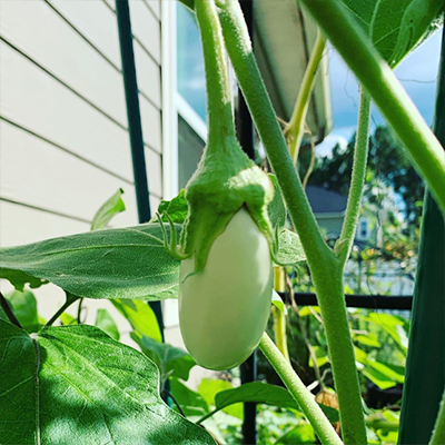 HYB White Beauty